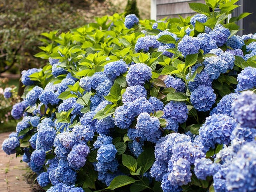 Endless Summer The Original Hydrangea ® : 3 Gallon