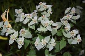 Mountain Mint : 1 Gallon