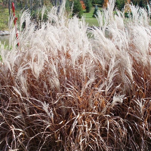 Purple Flame Maiden Grass : 3 Gallon