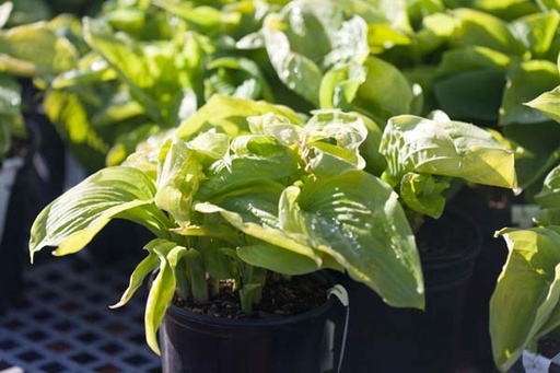Guacamole Hosta : 3 Gallon