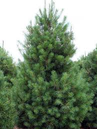 Eastern White Pine : 4 Foot