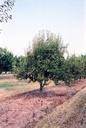 Bartlett Pear : 15 Gallon