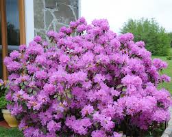 PJM Rhododendron : 5 Gallon