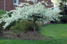 Sargent Crabapple : 1.5 Inch