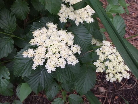 Fireworks Viburnum : 3 Foot