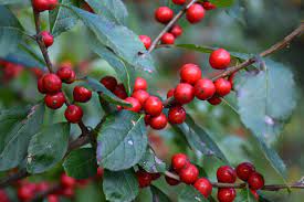 Stoplight Winterberry : 18 Inch
