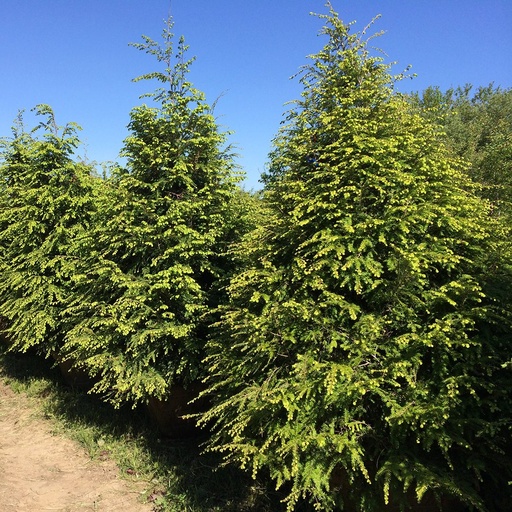 Eastern Hemlock : 6 Foot