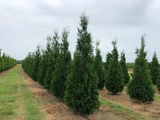 American Pillar Arborvitae : 7 Foot