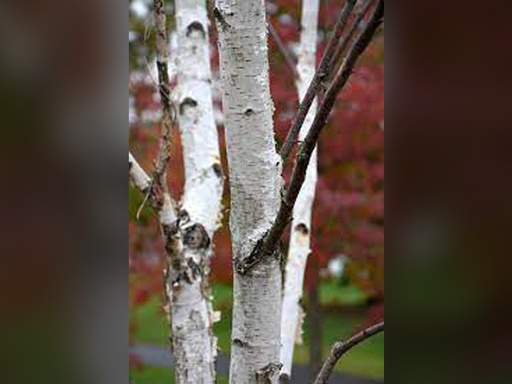 White Satin Birch : 1.5 Inch