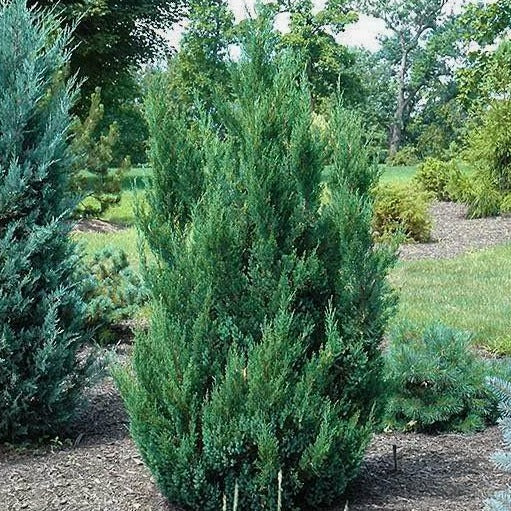 Blue Point Juniper : 3 Gallon