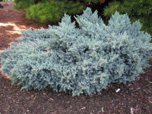 Blue Star Juniper : 3 Gallon