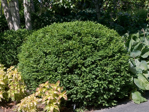 Green Gem Boxwood : 3 Gallon