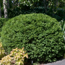 Gem Box Inkberry Holly ® PW : 3 Gallon