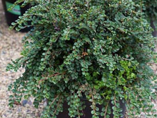 Hessei Cotoneaster : 3 Gallon