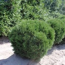 Hetz Midget Arborvitae : 3 Gallon