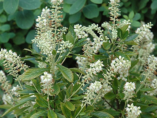 Hummingbird Summersweet : 3 Gallon