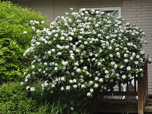 Judd Viburnum : 3 Gallon