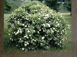 Judd Viburnum : 5 Gallon