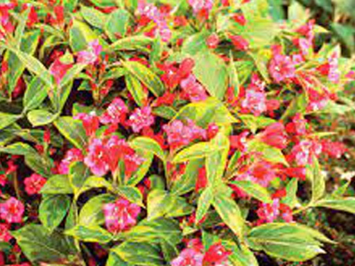 French Lace Weigela : 3 Gallon