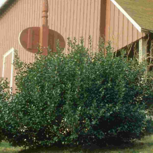 China Boy Holly : 5 Gallon