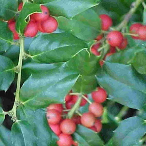 China Girl Holly : 3 Gallon