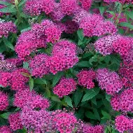 Anthony Waterer Spirea : 3 Gallon