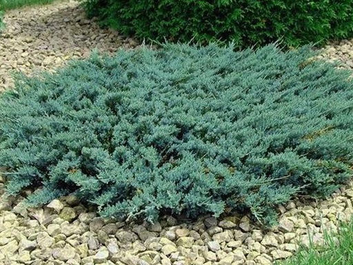 Blue Sargent Juniper : 3 Gallon