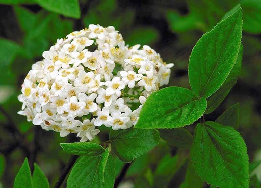 Burkwood Viburnum : 3 Gallon