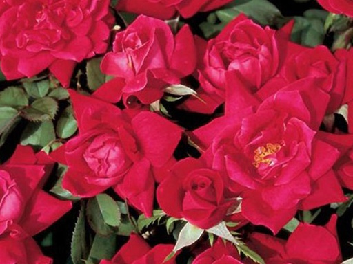 [Knock Out Rose Double Red : 3 Gallon] Knock Out Rose Double Red ® : 3 Gallon