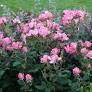 [Knock Out Rose Pink : 3 Gallon] Knock Out Rose Pink ® : 3 Gallon