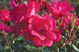 [Knock Out Rose Red : 3 Gallon] Knock Out Rose Red ® : 3 Gallon