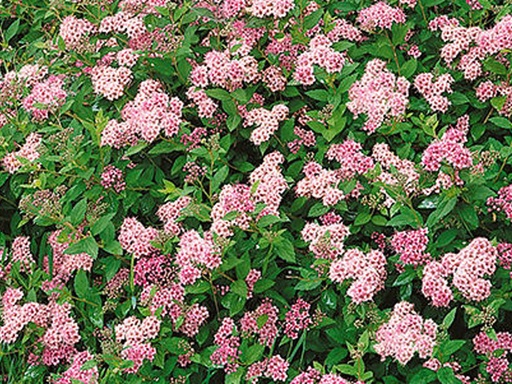 Little Princess Spirea : 3 Gallon