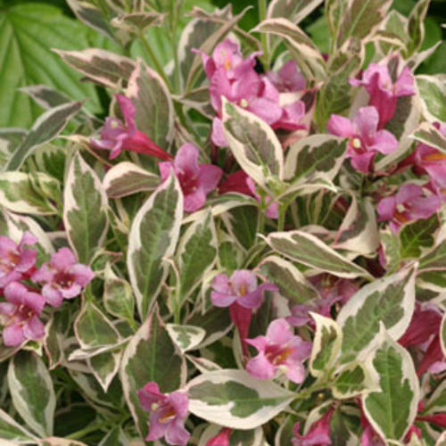 [My Monet Weigela : 3 Gallon] My Monet Weigela ® PW : 3 Gallon