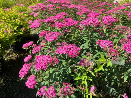 Neon Flash Spirea : 3 Gallon