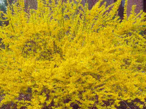 Northern Gold Forsythia : 5 Gallon