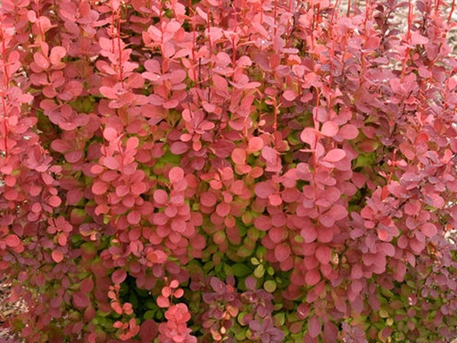 Orange Rocket Barberry : 3 Gallon