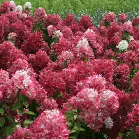 [Pink Diamond Hydrangea : 3 Gallon] Pink Diamond Hydrangea ® : 3 Gallon