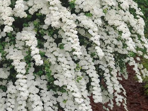Renaissance Spirea : 5 Gallon