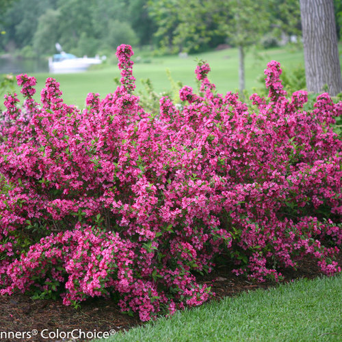 Sonic Bloom Pink Weigela ® PW : 3 Gallon