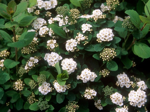 Tor Birchleaf Spirea : 5 Gallon