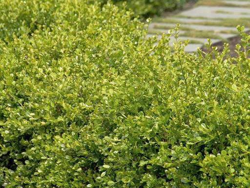Winter Gem Boxwood : 3 Gallon