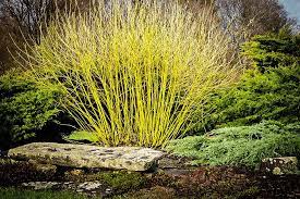 Yellow Twig Dogwood : 5 Gallon