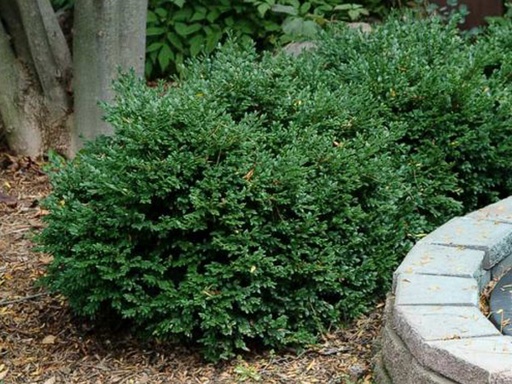 Green Velvet Boxwood : 3 Gallon
