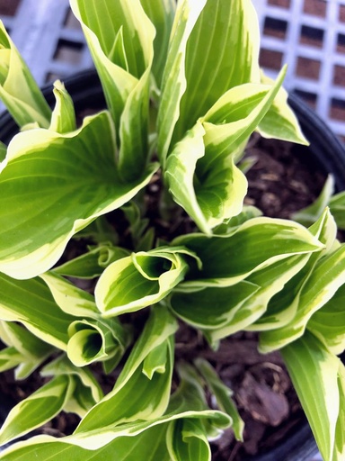 Albomarginata Hosta : 1 Gallon