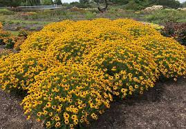 American Gold Rush Black Eyed Susan : 1 Gallon