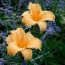 Apricot Sparkles Daylily : 1 Gallon