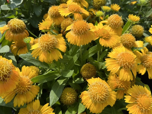 Arizona Apricot Blanket Flower : 1 Gallon