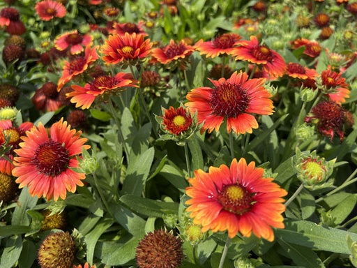 Arizona Red Shades Blanket Flower : 1 Gallon