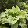 August Moon Hosta : 1 Gallon