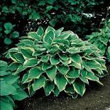 Aureomarginata Hosta : 1 Gallon